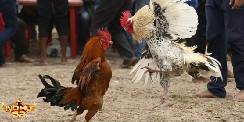 Trải nghiệm đá gà kịch tính tại WS168 chỉ có ở Nohu52
